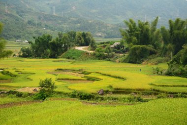 Kuzeybatı Vietnam 'da teraslı pirinç tarlası 