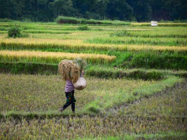 Tarlada pirinç hasat eden çiftçiler