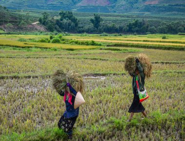 Tarlada pirinç hasat eden çiftçiler