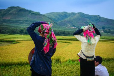 Tarlada pirinç hasat eden çiftçiler