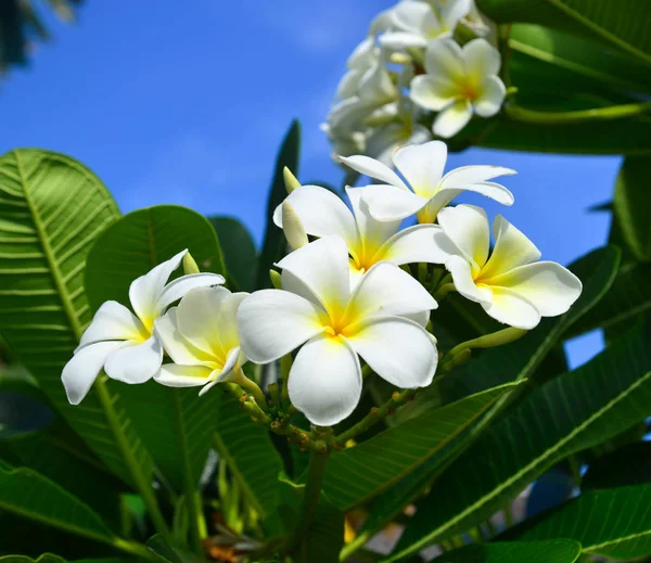 Plumeria frangipani blanco y amarillo flores — Foto de Stock