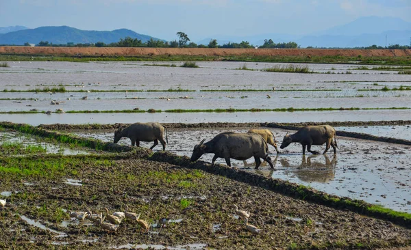 Black water buffaloes on the rice field — Stock Photo, Image