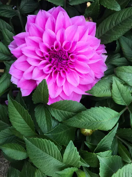 Farbenfrohe Blumen im Frühling — Stockfoto