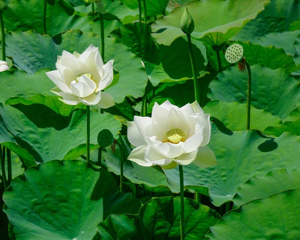 Pure white lotus flower — Stock Photo, Image