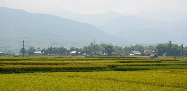 Kuzeybatı Vietnam 'da teraslı pirinç tarlası — Stok fotoğraf