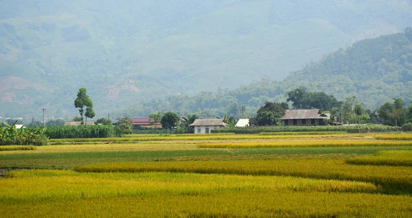 Campo di riso a terrazze nel Vietnam nord-occidentale — Foto Stock