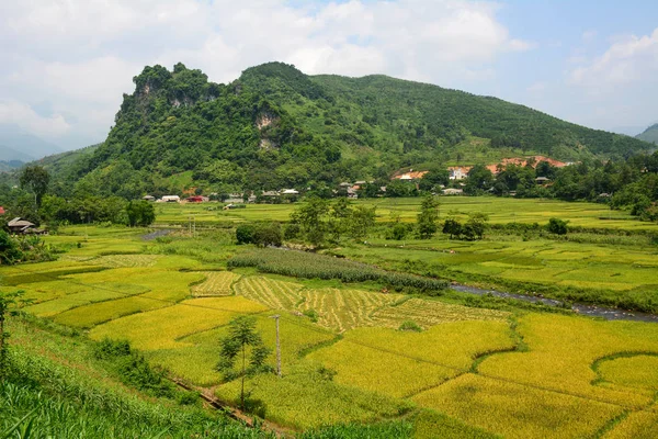 Campo de arroz com terraço no noroeste do Vietnã — Fotografia de Stock