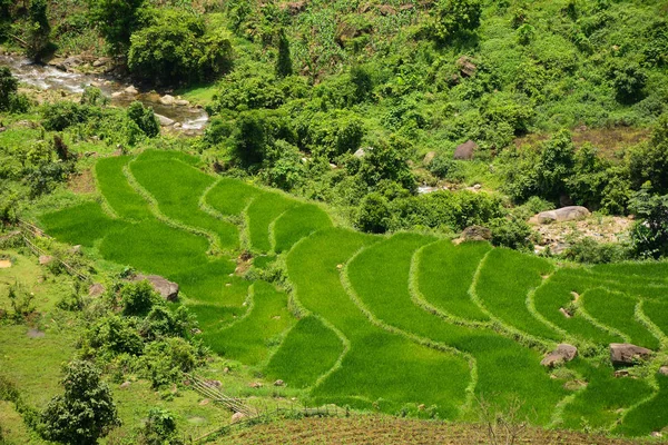 Террасовое рисовое поле Северо-Западного Вьетнама — стоковое фото