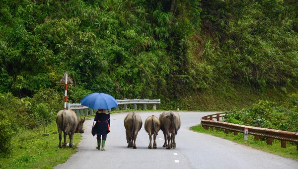 People with buffaloes walking on rural road — Stock Photo, Image