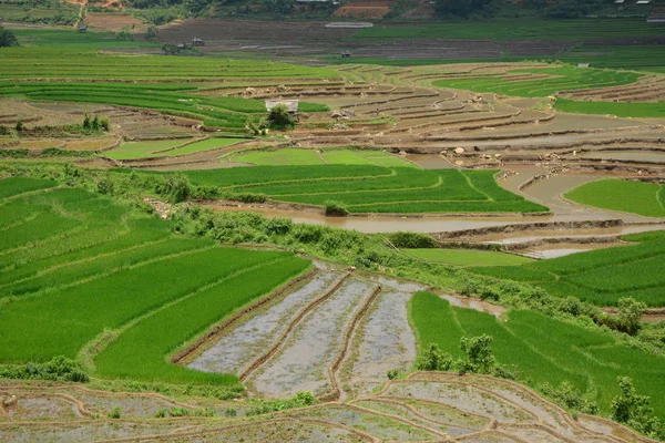 Campo de arroz com terraço no noroeste do Vietnã — Fotografia de Stock