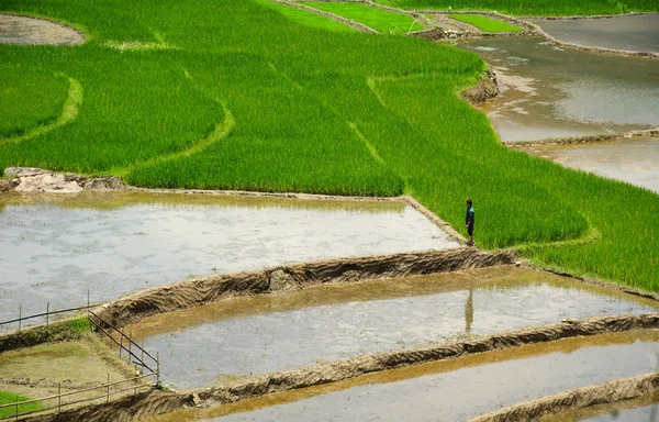 Ladang padi teras di barat laut Vietnam — Stok Foto