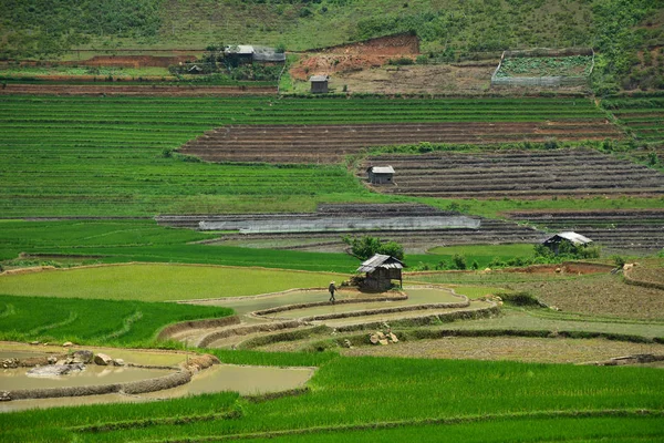 Terasové rýžové pole v severozápadním Vietnamu — Stock fotografie