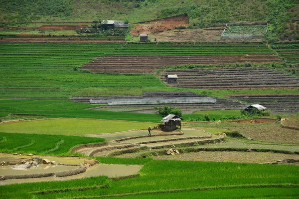 Terrasrijstveld in Noordwest-Vietnam — Stockfoto