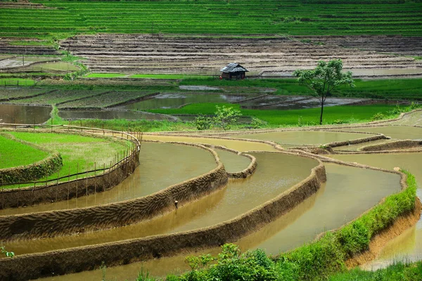 Campo de arroz com terraço no noroeste do Vietnã — Fotografia de Stock