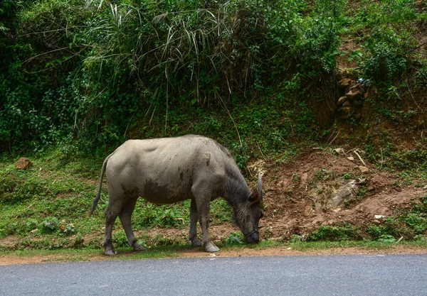 En buffelpromenad på landsvägen — Stockfoto