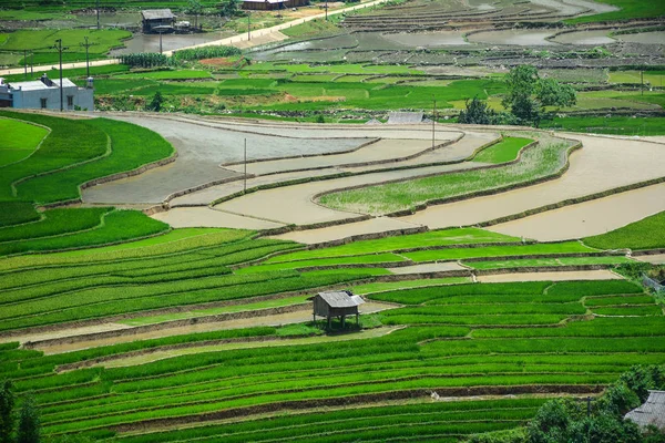 Campo de arroz com terraço no noroeste do Vietnã — Fotografia de Stock