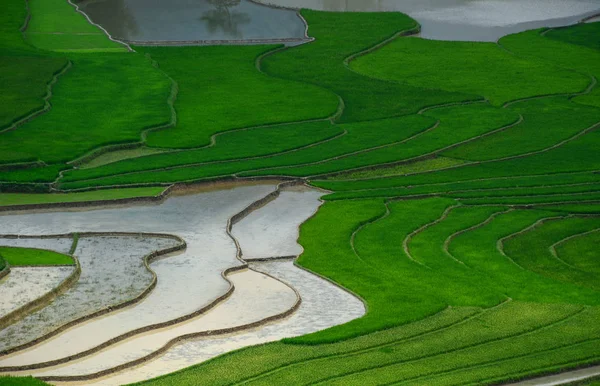 Campo de arroz com terraço no noroeste do Vietnã — Fotografia de Stock