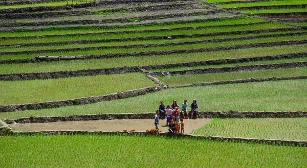 Terraced rice field in Northwest Vietnam — Stock Photo, Image