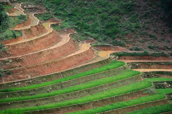 Террасовое рисовое поле Северо-Западного Вьетнама — стоковое фото