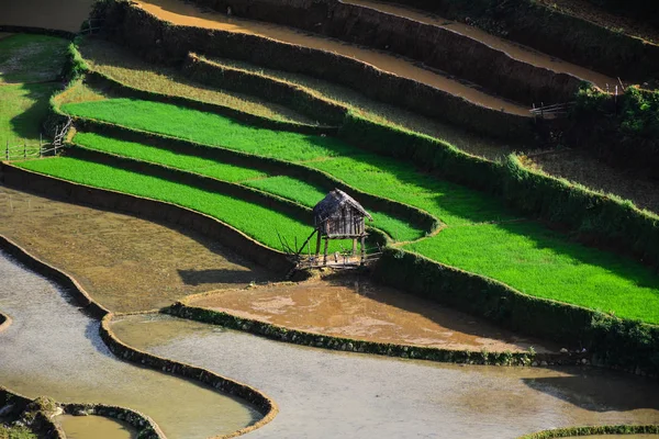 Terrasrijstveld in Noordwest-Vietnam — Stockfoto