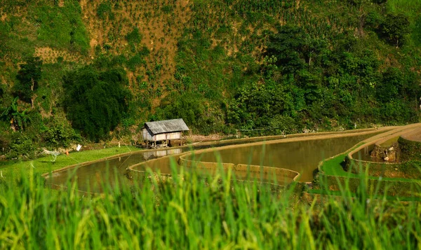 Terrasrijstveld in Noordwest-Vietnam — Stockfoto