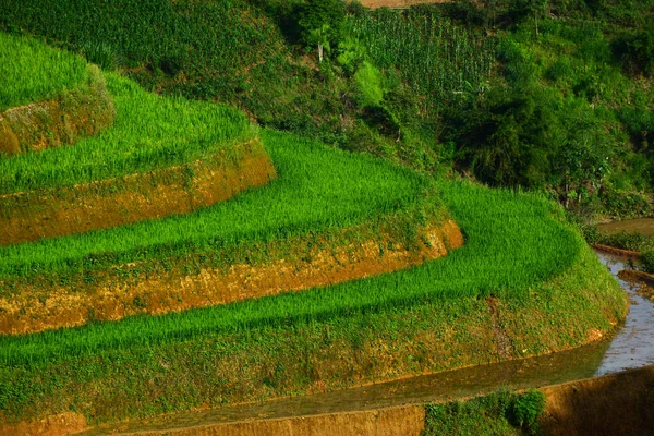 Campo de arroz com terraço no noroeste do Vietnã — Fotografia de Stock