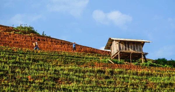 Campo de arroz com terraço no noroeste do Vietnã — Fotografia de Stock