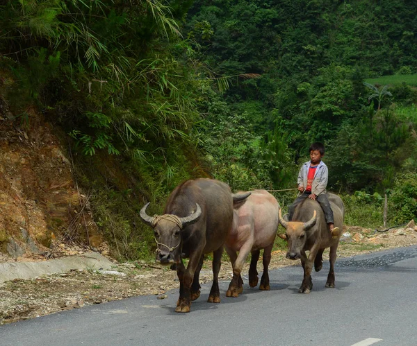 Personer med bufflar som går på landsvägen — Stockfoto