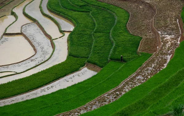 Campo de arroz com terraço no noroeste do Vietnã — Fotografia de Stock