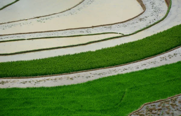 Ladang padi teras di barat laut Vietnam — Stok Foto