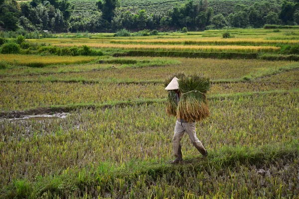 Farmers harvesting rice on the field — Stock Photo, Image