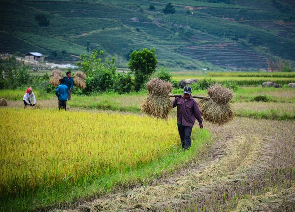 Tarlada pirinç hasat eden çiftçiler — Stok fotoğraf