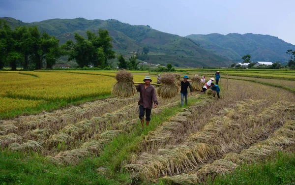 畑で米を収穫する農民 — ストック写真