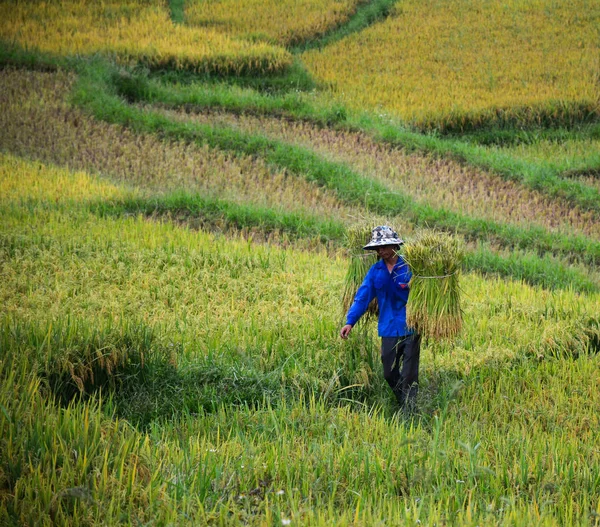 Bauern ernten Reis auf dem Feld — Stockfoto