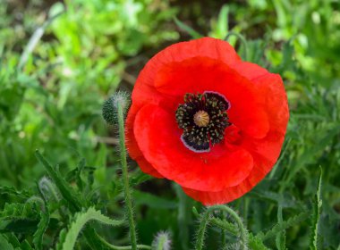 Bahar bahçesinde haşhaş çiçekleri 