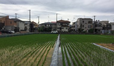 Yaz günü güzel kırsal manzara 