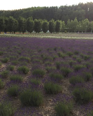 Lavanta çiçek çiçek açan bir alana