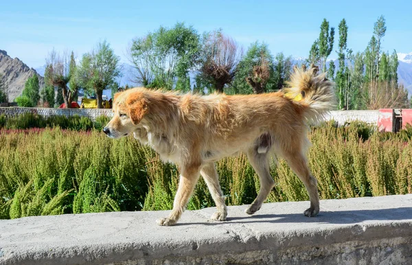 Pies spacerujący wiejską drogą — Zdjęcie stockowe