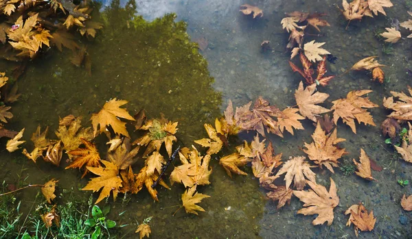 Folhas de outono caídas na lagoa — Fotografia de Stock