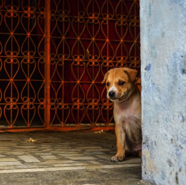 Kırsal evde oynayan köpek yavrusu 