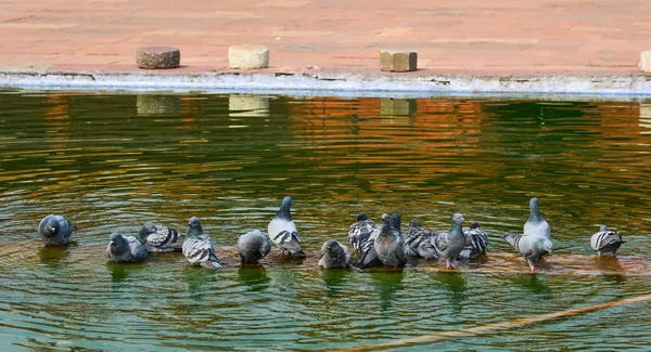 Pigeons drinking water on the pond — Stock Photo, Image