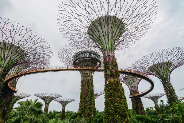 Supertree Grove στο Marina Bay, Σιγκαπούρη — Φωτογραφία Αρχείου