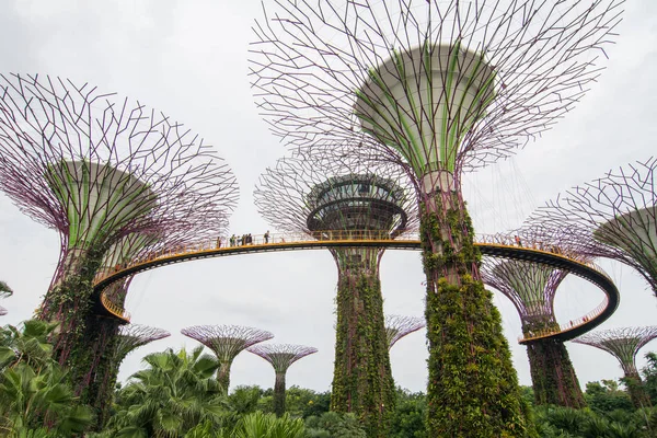 Supertree Grove στο Marina Bay, Σιγκαπούρη — Φωτογραφία Αρχείου