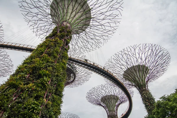 싱가포르, 마리나 베이에 있는 초록수 숲 — 스톡 사진