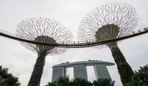 Supertree Grove στο Marina Bay, Σιγκαπούρη — Φωτογραφία Αρχείου