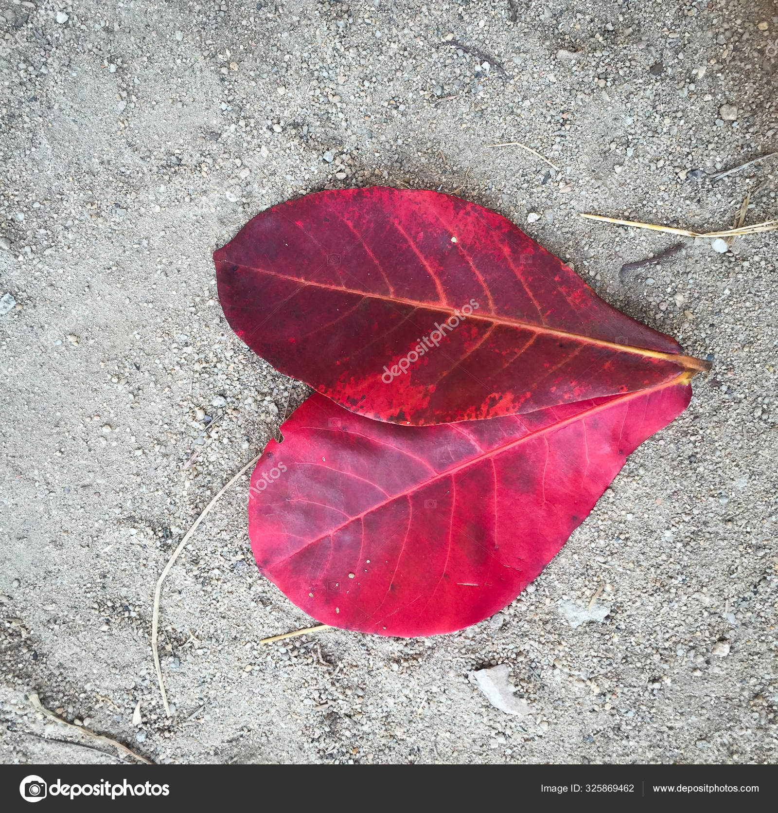Red Leaves Falling On The Ground Stock Photo Image By C Phuongphoto