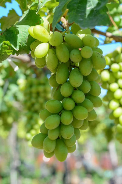 Szőlő a szőlő a nyári napon — Stock Fotó