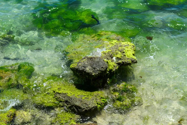 Зеленые водоросли на скале посреди моря — стоковое фото