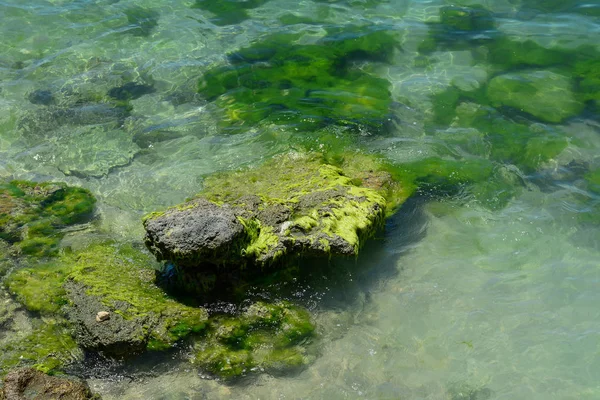 Зеленые водоросли на скале посреди моря — стоковое фото