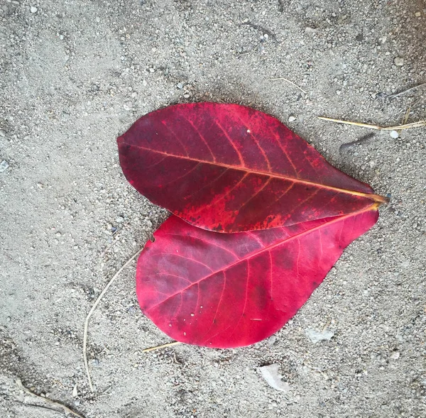 Feuilles rouges tombant sur le sol — Photo